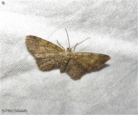 Texas Gray Moth