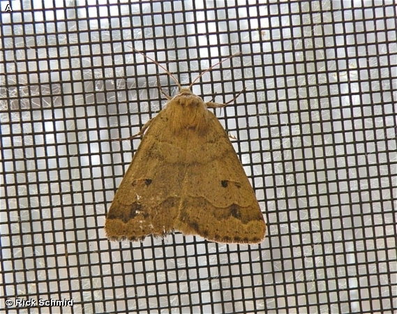 Common Oak Moth