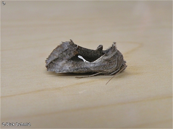 Celery Looper Moth