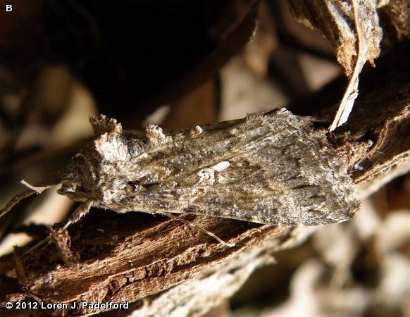 Cabbage Looper Moth