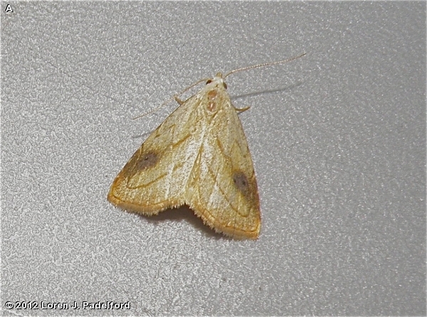 Spotted Grass Moth 