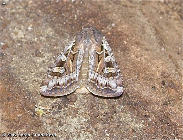 Army Cutworm Moth