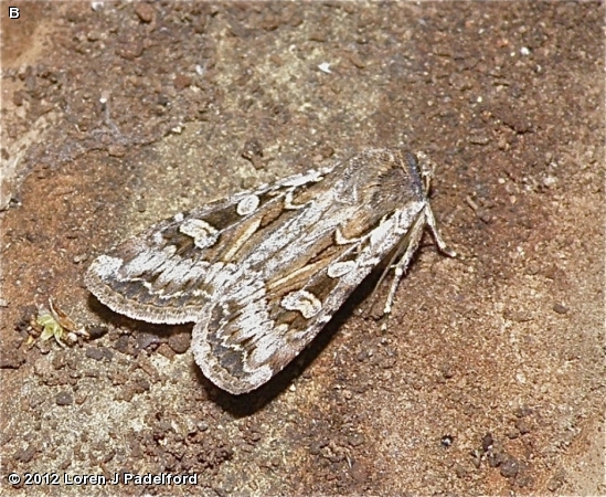 Army Cutworm Moth