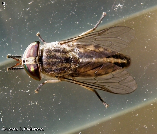 Female Tabanus subsimilis