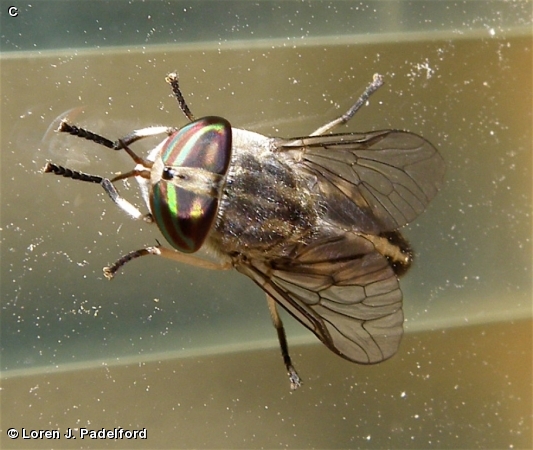 Female Tabanus subsimilis