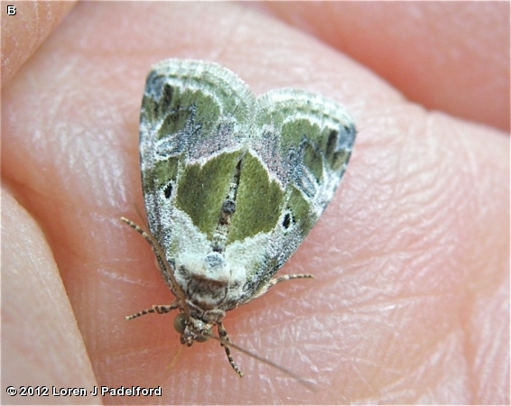 Black-dotted Maliattha