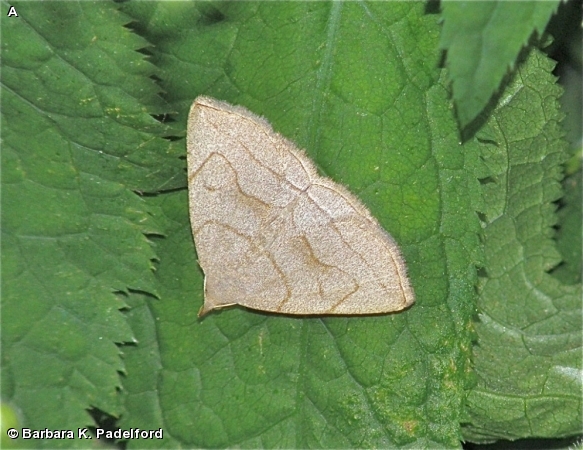 Grayish Zanclognatha