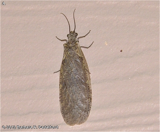 Female Spring Fishfly