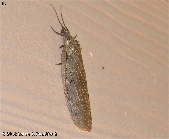 Female Spring Fishfly