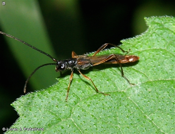 Necydalis mellita