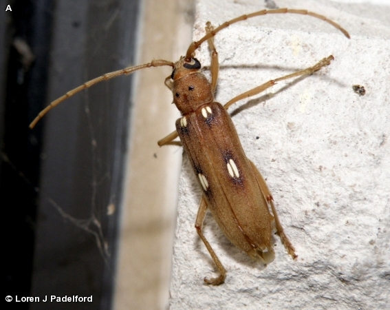 Ivory-marked borer