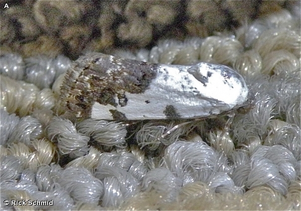 Male Exposed Bird-Dropping Moth