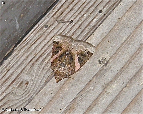 Pink-barred Pseudeustrotia