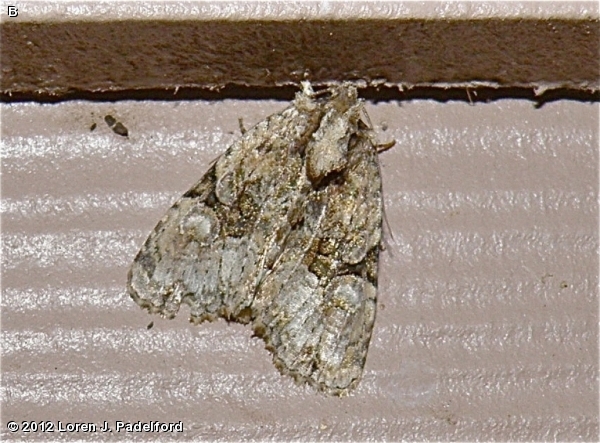 Black-banded Brocade