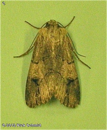 Dichagyris grotei