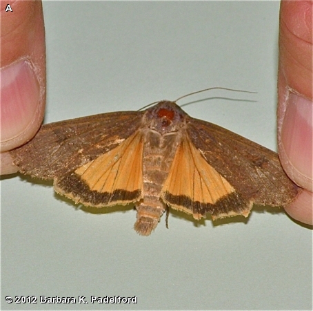 Large Yellow Underwing