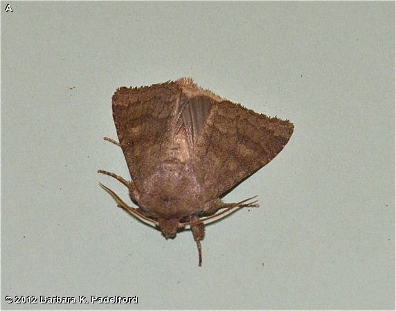 Bronzed Cutworm Moth