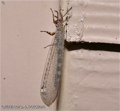 Adult Antlion