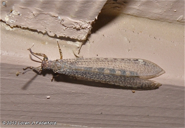 Adult Antlion