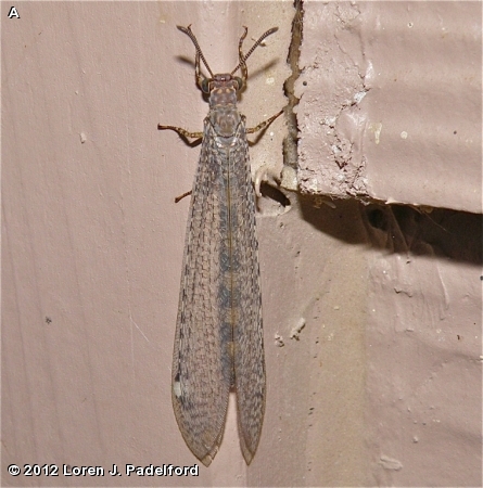 Adult Antlion