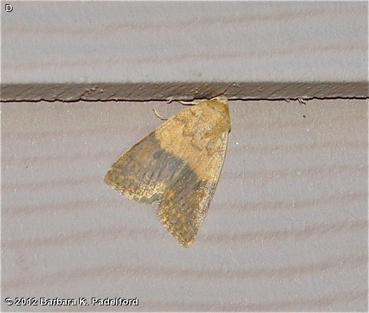 Bicolored Sallow