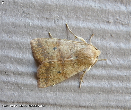 Bicolored Sallow