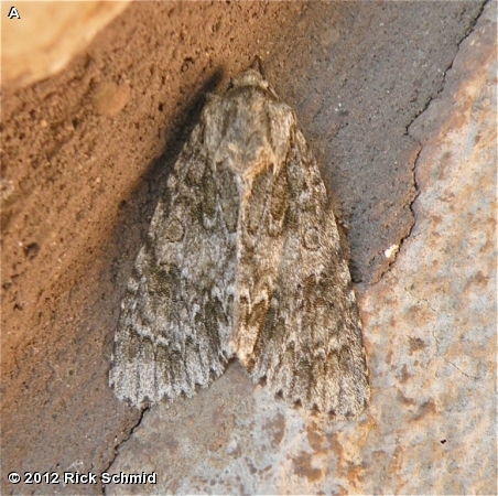 Ruddy Dagger Moth