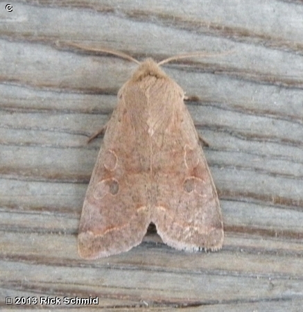 Speckled Green Fruitworm Moth