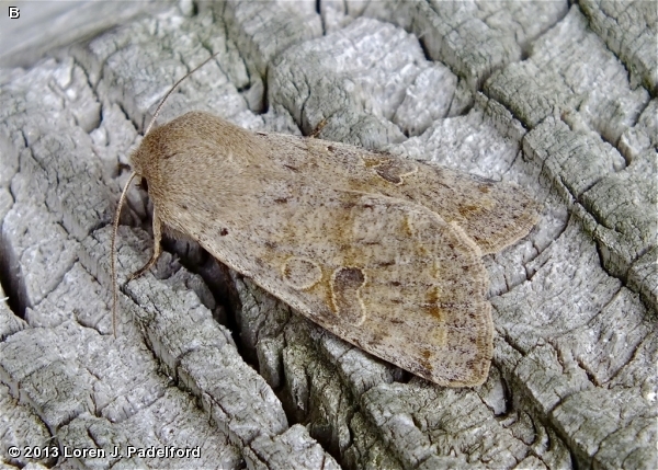 Speckled Green Fruitworm Moth