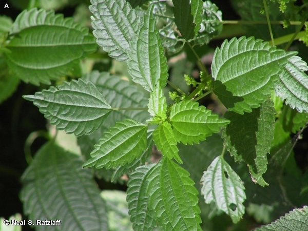 CLEARWEED / Pilea pumila