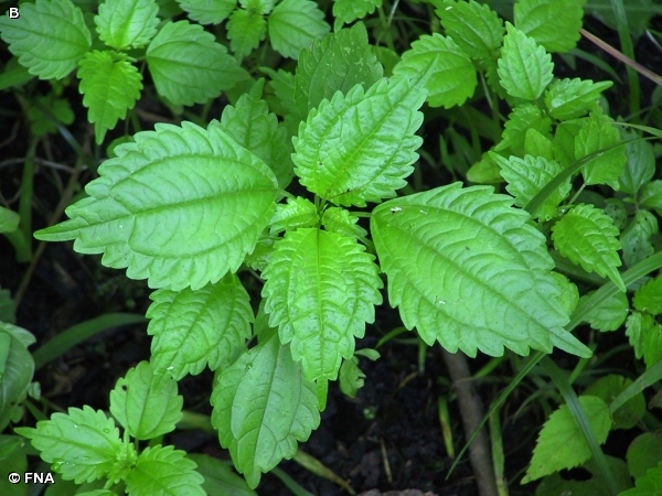 CLEARWEED / Pilea pumila