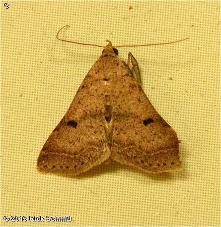 Male Bent-winged Owlet