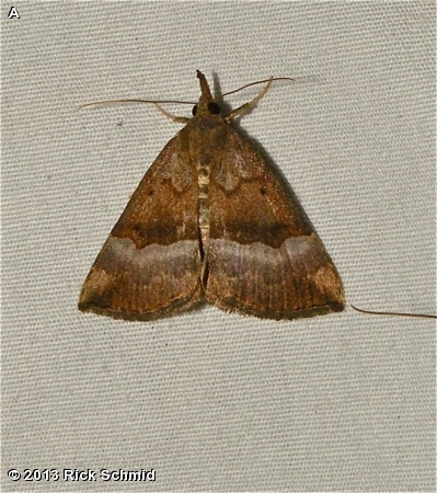 Gray-edged Bomolocha