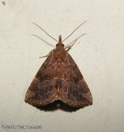 Gray-edged Bomolocha