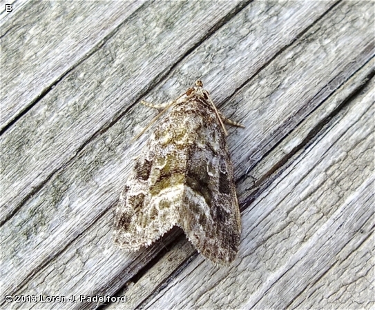 Large Mossy Lithacodia