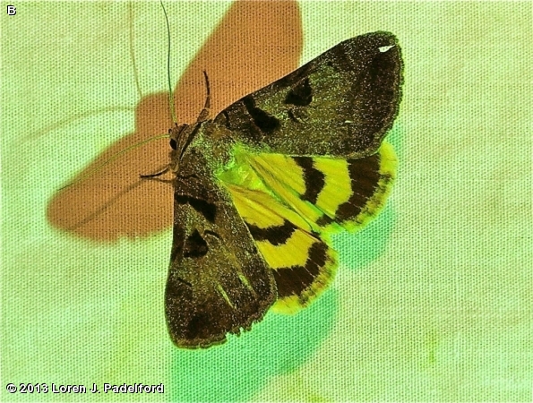 Whitney's Underwing