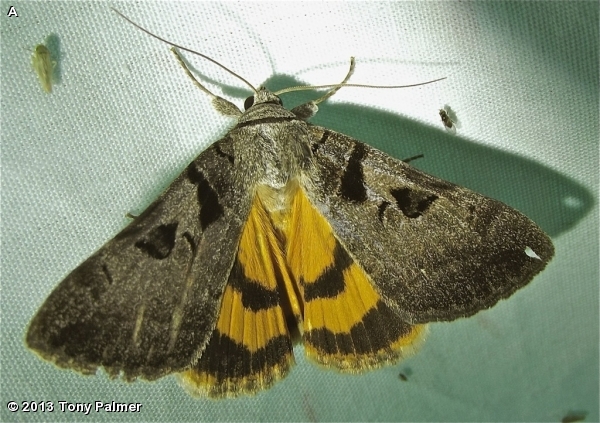 Whitney's Underwing