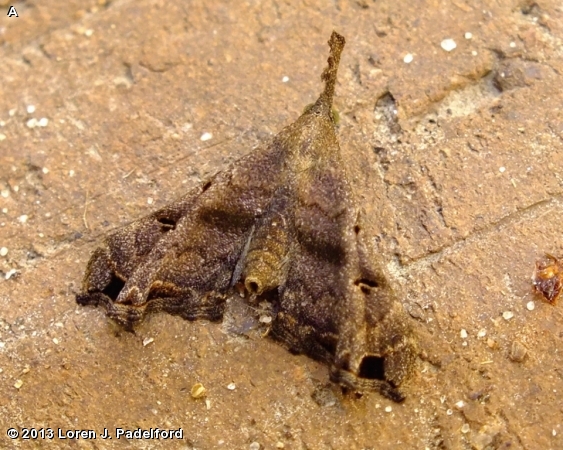 Faint-spotted Palthis