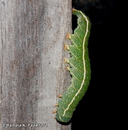 Red-lined Panopoda Caterpillar