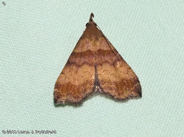 Female Ambiguous Moth