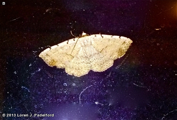 Moon-lined Moth