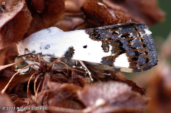 Male Exposed Bird-Dropping Moth