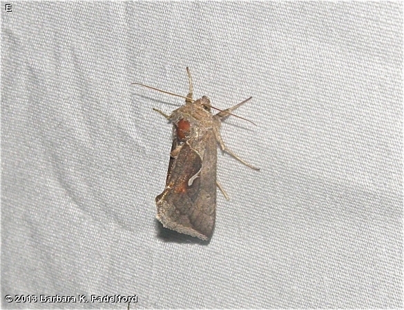 Celery Looper Moth