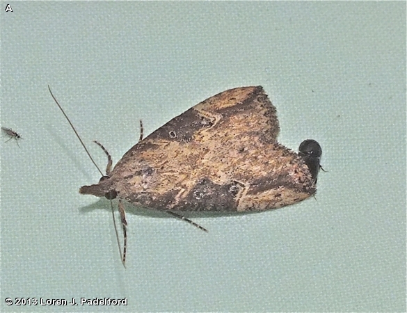 Hop Vine Moth