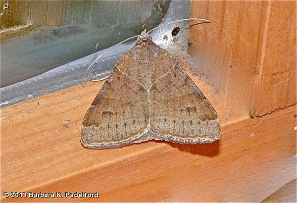 Forage Looper (Pale form) 