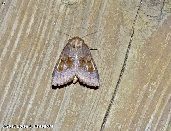 Bronzed Cutworm Moth