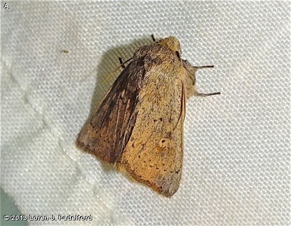 False Wainscot