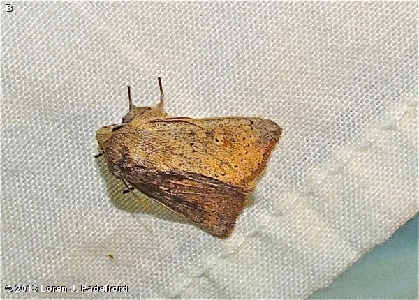 False Wainscot