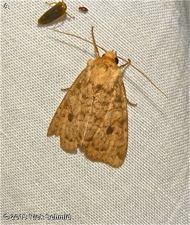 Yellow Three-spot