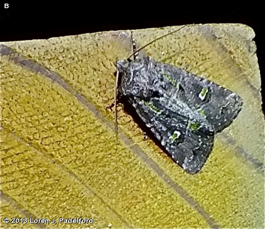 Bristly Cutworm